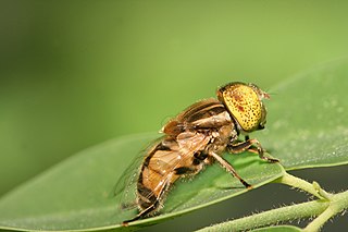 <i>Eristalinus megacephalus</i> Species of fly