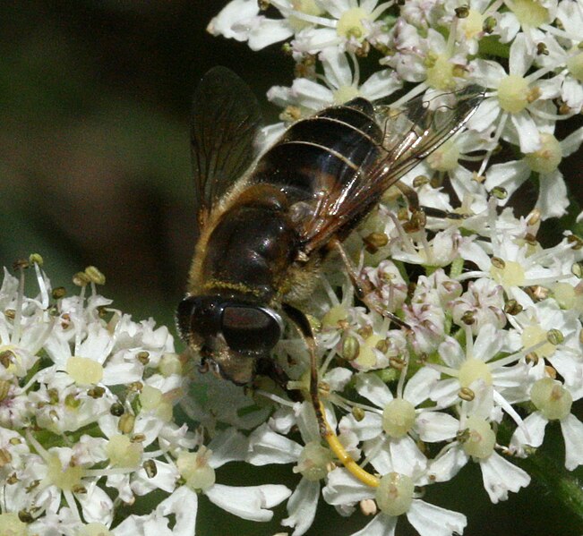 File:Eristalis abusiva (female) - Flickr - S. Rae (1).jpg