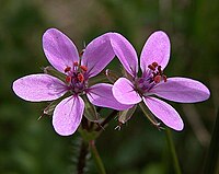 Erodium cicutarium