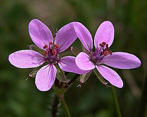 <center>Erodium cicutarium</center>