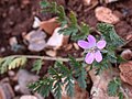 Erodium acaule flower