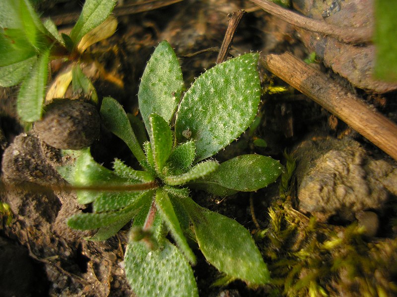 File:Erophila verna plant (10).jpg