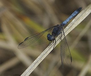 <i>Erythrodiplax minuscula</i> Species of dragonfly