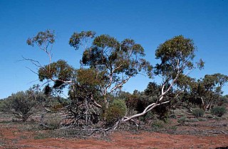 <i>Eucalyptus concinna</i> Species of plant
