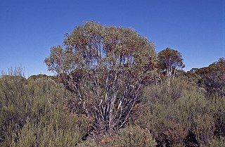 <i>Eucalyptus leptopoda</i> Species of eucalyptus