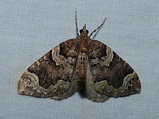 <i>Eulithis serrataria</i> Species of moth