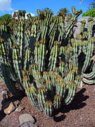 Euphorbia avasmontana (Slender Candelabra Euphorbia), Habitus