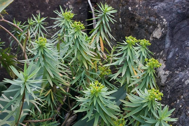 File:Euphorbia piscatoria k4.jpg