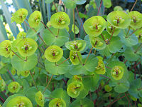 Euphorbia amygdaloides