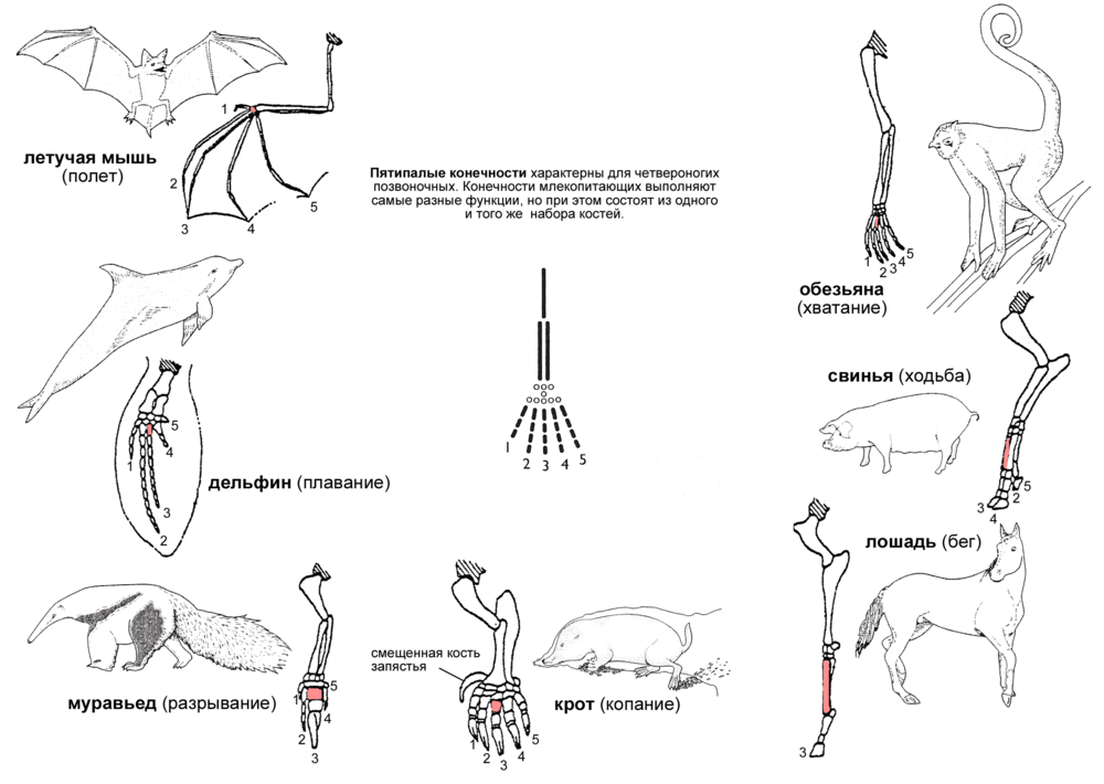 Высказывания о скелете хордовых животных. Строение конечностей млекопитающих. Строения передние конечности млекопитающих. Типы конечностей позвоночных. Типы строения конечностей млекопитающих.