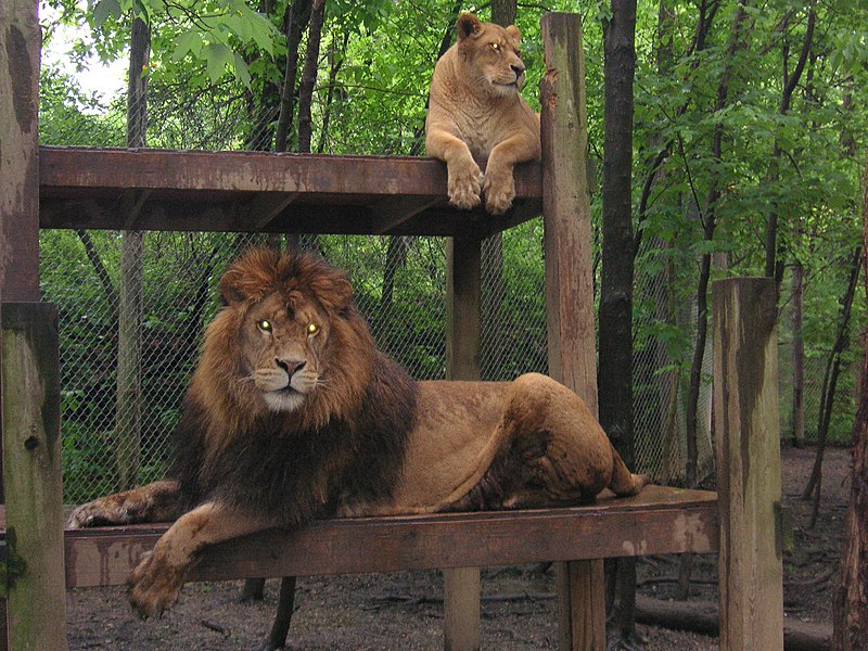 File:Exotic Feline Rescue Center - May 2006 - Beatrice Murch 10.jpg