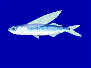 <i>Exocoetus volitans</i> Species of fish