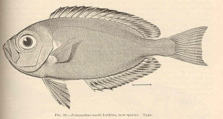 <i>Priacanthus meeki</i> Species of fish