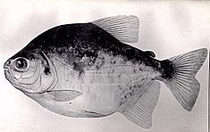 Pacú blanco (Piaractus mesopotamicus). Sa chair est considérée comme une des plus délicieuses parmi les poissons du río Paraná, d'où les excès de sa pêche et la limitation imposée à celle-ci. Il peut atteindre 50 cm et 25 kilos. C'est un végétarien. Cependant, introduit en Papouasie et faute de végétation, il y est devenu carnivore et attaque l'homme (surtout les parties génitales). Hors du bassin du Paraná, il est devenu une espèce envahissante[26].