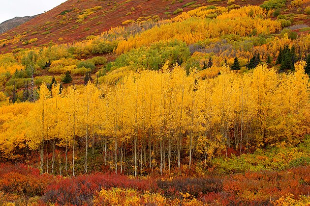 Autumn colors along the Eagle River near Anchorage, Alaska