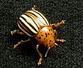 Thumbnail for False potato beetle