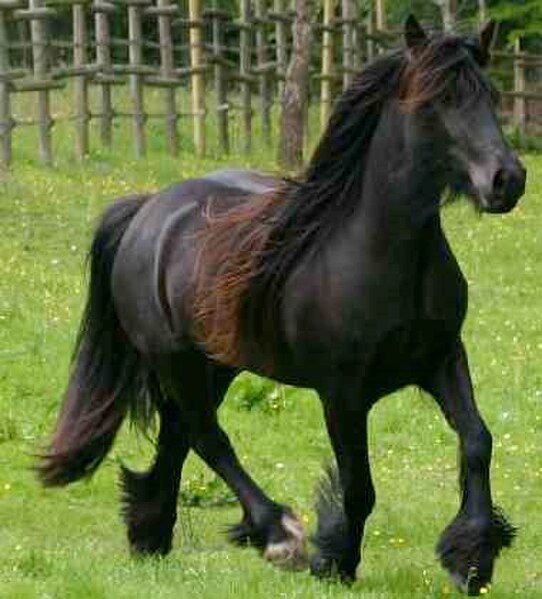 A Fell Pony, one of the mountain and moorland pony breeds