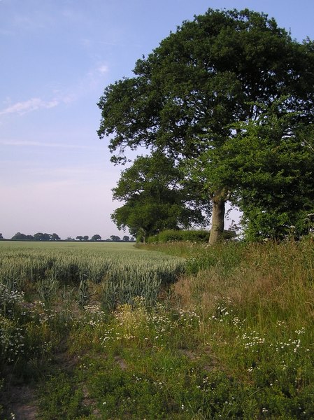 File:Field edge, Hickling - geograph.org.uk - 199670.jpg