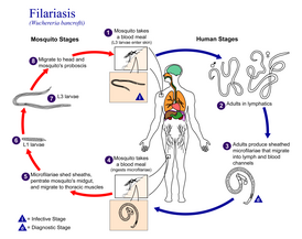 Levenscyclus van Wuchereria bancrofti, de parasiet die filariasis veroorzaakt