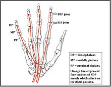 Gambar tangan dan tendon.