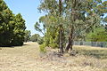 English: The disused Tocumwal railway line, New South Wales at Finley, New South Wales