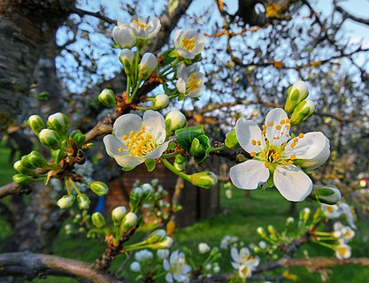 Finally spring with the flowering plum!