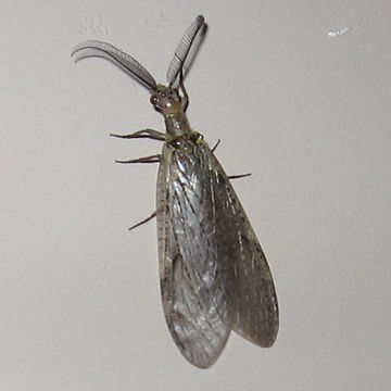 Chauliodinae