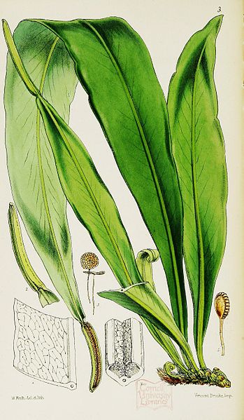 File:Fitch - Belvisia spicata.jpg