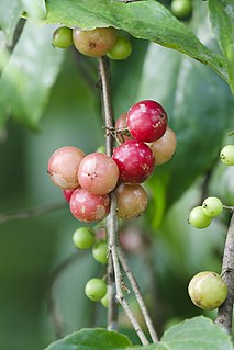 <i>Flacourtia jangomas</i> Species of flowering plant in the willow family Salicaceae