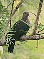 Sri Lanka wood pigeon