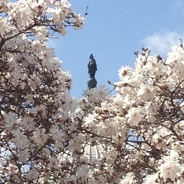 File:Flickr - USCapitol - Blue sky, trees in full flower. Freedom from Library of Congress..jpg