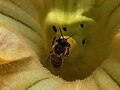 Cucurbita pepo y abeja