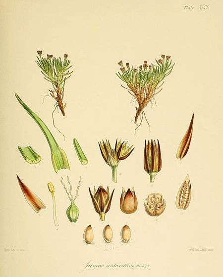 Plate XLVI; Juncus antarcticus Hook. fil.; Fitch del et lith; prel lith Linn imp