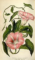 Calystegia sepium (van Houtte, L., 1853)