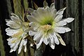 * Nomination Cactus flowers in the Chavín de Huántar, Ancash, Peru --Cbrescia 21:09, 22 December 2022 (UTC) * Promotion  Support Good quality. --Ercé 07:56, 23 December 2022 (UTC)