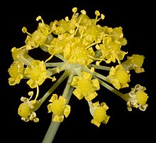 Foeniculum vulgare - Flickr - Kevin Thiele.jpg 