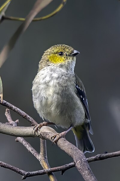 File:Forty-spotted pardalote (Pardalotus quadragintus) South Bruny 2.jpg