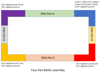 DNA parts to be used for BASIC assembly need to contain integrated prefix and suffix sequences (iP and iS). These contain BsaI restriction sites that will allow for the iP and iS linkers (which contain complementary overhang sequences) to be attached to the DNA part. Once the linkers are attached, the part is ready for assembly.