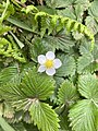 Fragaria vesca Fresa silvestre Autor: Andrea Pérez Expósito