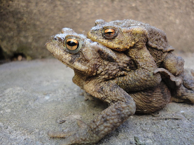 File:Frogs (6950152655).jpg