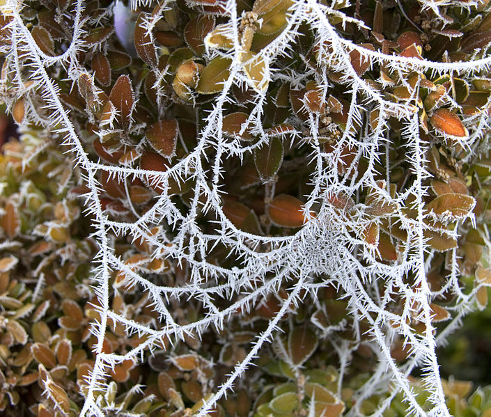 File:Frosted Web (5237540221).jpg