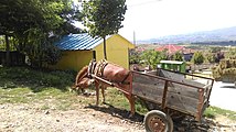 A mule in Bitinckë