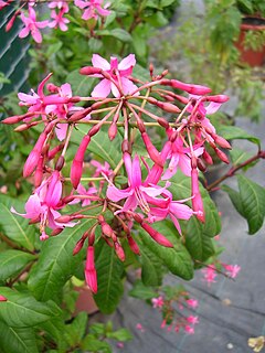 <i>Fuchsia arborescens</i> Species of flowering plant