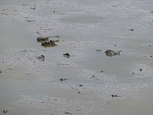 Partially submerged mudskippers. Fuding - LongAn - mudskipper ponds - P1220424.JPG