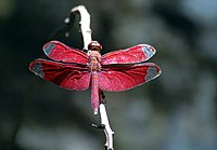 Fulvous forest skimmer.