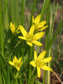 De boskgoudstjer (Gagea lutea)