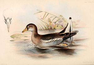 Gallinula angulata 1859.jpg