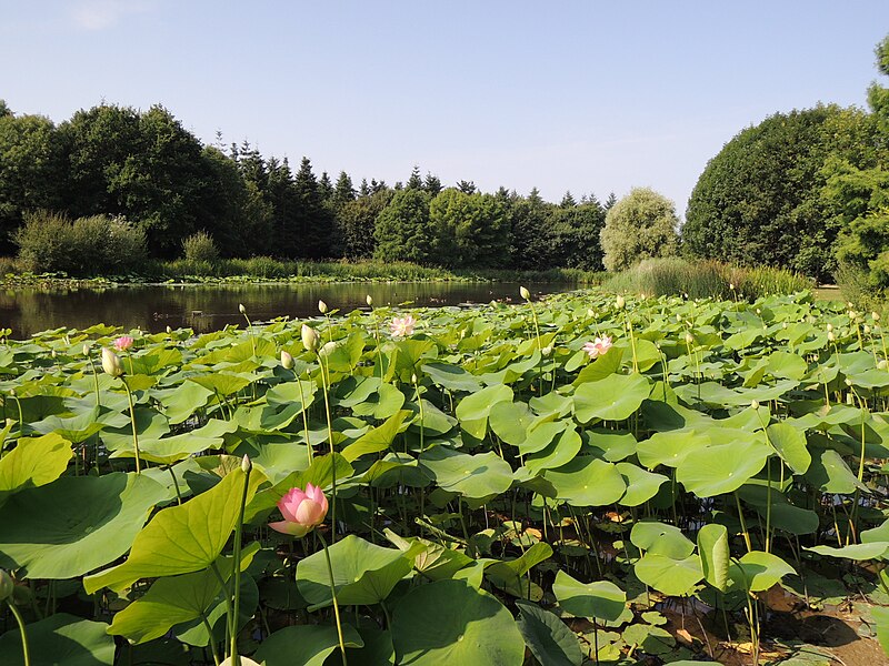 File:Gayeulles2013 Etang13.JPG