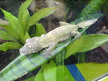 Gecko Leaftail 3.jpg