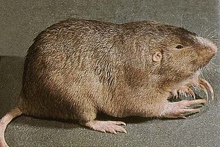 <span class="mw-page-title-main">Plains pocket gopher</span> Species of rodent